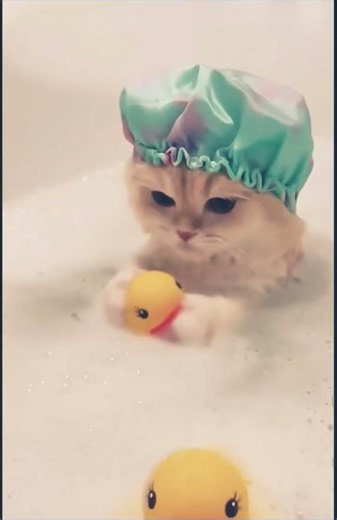 GOOD CLEAN FUN 😜 #cute #cat #funny #reels #shorts #pets