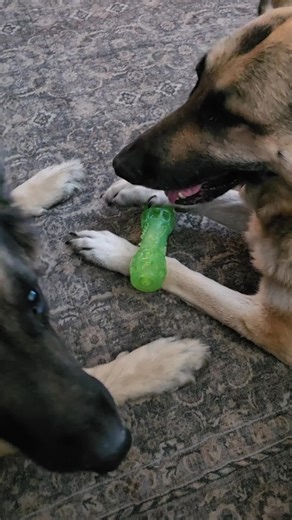 Jojo & Dex #gsdoftiktok #crazydogsoftiktok