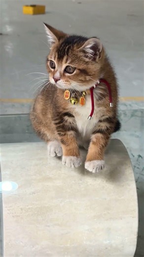 This coffee table is basically a math class for your living room 🧮✨