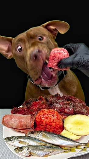 ダギーさんの美味しいご飯タイム