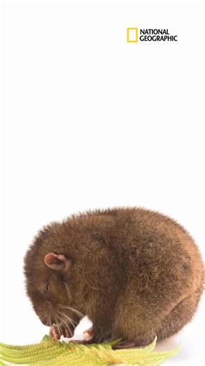 Este adorable animal es un castor de montaña, conocido científicamente también como Aplodontia rufa. Es el único de su especie vivo (los aplodóntidos) y, a pesar de su nombre, no es exactamente un castor. De hecho, es un tipo de roedor más cercano al género de las ardillas, las marmotas y los perritos de las praderas. Aunque son capaces de trepar a los árboles, rara vez se alejan mucho de sus madrigueras para buscar alimento. Esta suele constar de varios túneles y algunas de sus entradas tienen 