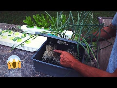 How To Grow Green Onions, The Ultimate Hack / DIY Hydroponics