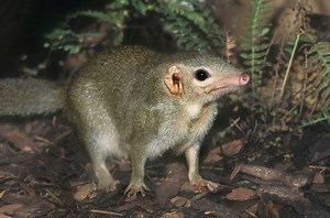 Common treeshrew - Alchetron, The Free Social Encyclopedia
