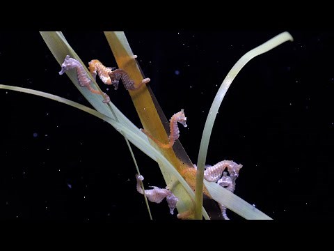 Dwarf Seahorses with Rachel