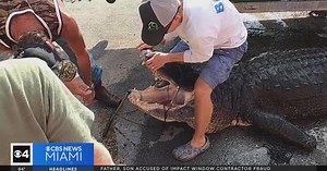 Hunters catch 920-pound 'beast' of a gator in Orlando-area lake
