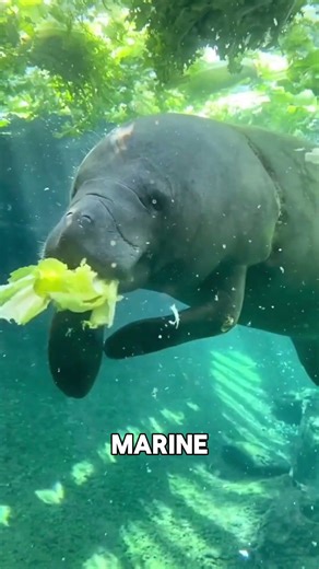 Seabin Save Our Oceans