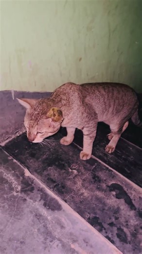 Baby Cats - Cute and Funny Baby Cat Videos Compilation