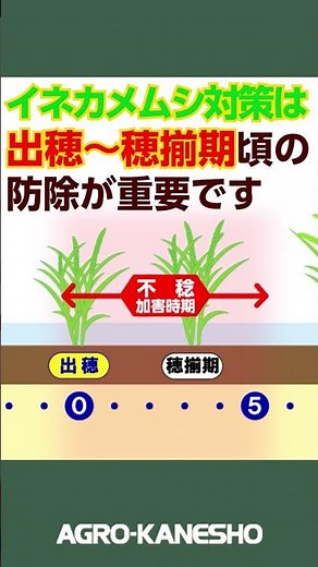 イネカメムシにはアルバリン！！＃農薬 ＃斑点米 ＃カメムシ #水稲不稔 ＃しいな籾 ＃イネカメムシ