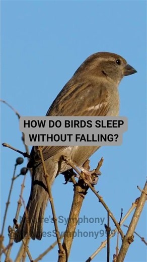 HOW DO BIRDS SLEEP WITHOUT FALLING #shorts