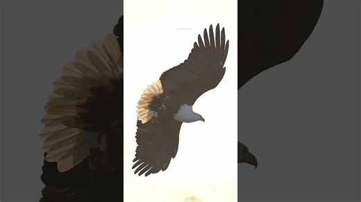 Witness the African fish eagle’s epic and hunting dive