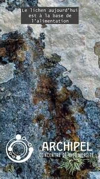 Le lichen... #biodiversité #nature #archipelbiodiversite #ilotsdevie #lichen