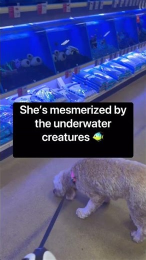 Took my dog to the zoo… she calls it PetSmart 🐾😂