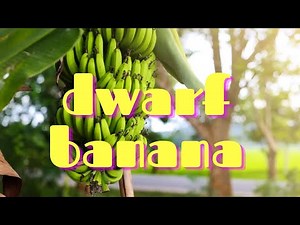 Ep. 03 How to Plant Dwarf Cavendish Bananas in Zone 9A