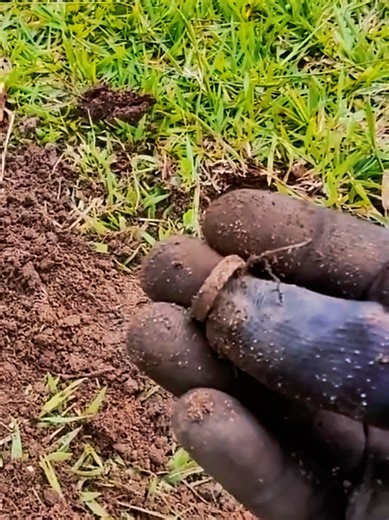 estava perdida há muitos anos e eu encontrei #caçaaotesouro #detectorismo #reliquia #detectordemetais #moedasantigas