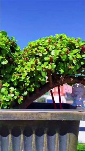 Cultivating the Chinese Dragon's Golden Branch Jade Leaf Seedlings - A Journey to Biodiver