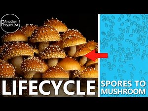 The Life Cycle of a Mushroom