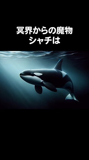 シャチの生態と習性について解説