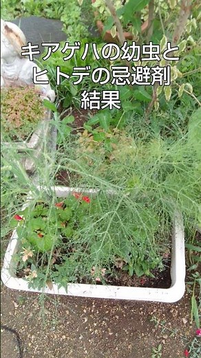ヒトデの忌避剤は虫除けになる？キアゲハの幼虫とヒトデの忌避剤勝者は？ #森さんの所 #キアゲハの幼虫 #ヒトデの忌避剤