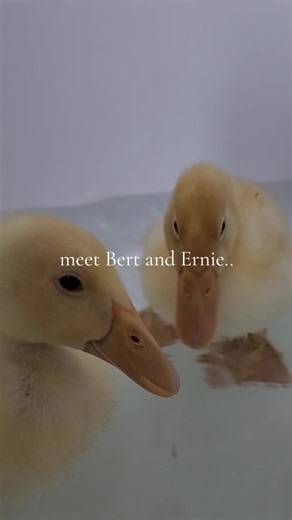 Meet Bert and Ernie, my jumbo pekin ducks #duck #ducksoftiktok #farmanimals #animals #pets