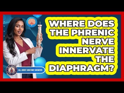 Where Does The Phrenic Nerve Innervate The Diaphragm?