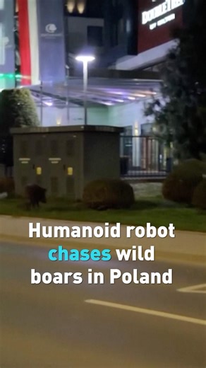 Humanoid robot chases wild boar herd in Poland