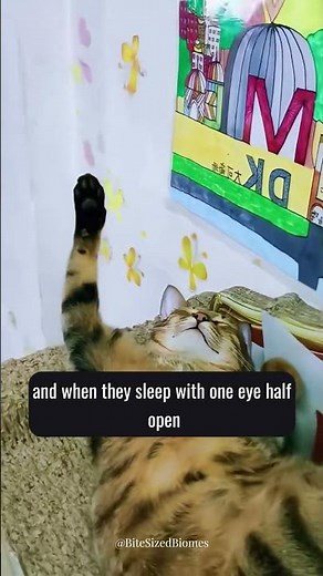 What Your Cat’s Sleep Position Really Means 💤🐾 #shorts