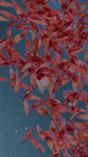 Look how unicellular organisms interact 😍😱 #foryou #microscope #germs #biology #science #nature