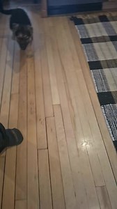 38 reactions · 6 comments | Black n tan German Shepherd Puppies...all black lab/shepherd puppies #labshepherdmix #germanshepherdpuppy | Twin Bridges Kennels | Facebook