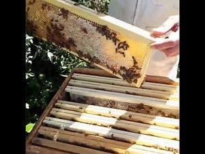 la méthode préférée pour la récolte de miel