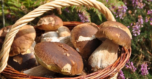 Cèpe ou bolet : comment les distinguer en un coup d’œil ?