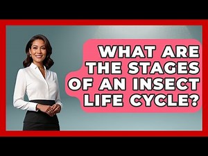 What Are the Stages of an Insect Life Cycle? | Insects and Invaders