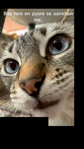 hehehehehehehheheheheh🤣😂 #funnycats #catmeme #joke