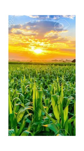 Colonel Cornelius Cornwall hears the child of the corn #corn #slimecicle #fyp