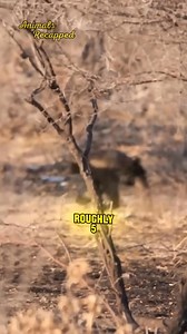 1.2K views | Honey Badger vs American Badger#shorts #facts #fyp #dailyfacts #viral #foryou #shorts | Max Up | Facebook