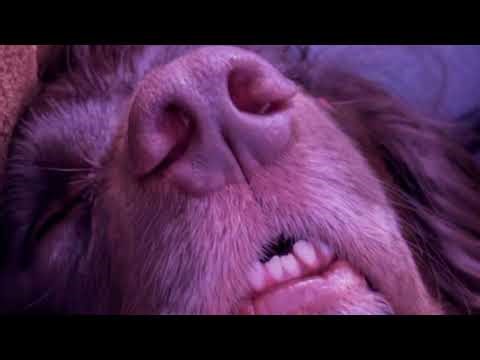 What is the cooked dog meme? The dog closing eyes in sunset reaction image and its memes explain