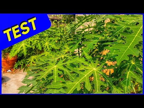 Mexican Papaya vs Hawaiian Papaya Growth Test (Amazing Plants)