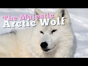 How the Majestic Arctic Wolf Thrives in the World’s Coldest Places