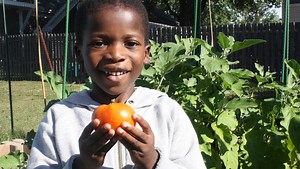 Vegetable garden grows at Sacred Heart Church and Holy Savior Academy