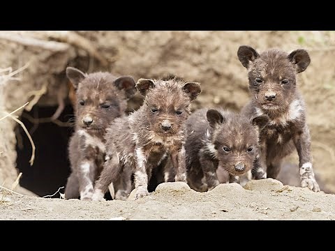 Wild Dog Puppies Emerge for the First Time - Super Cute!