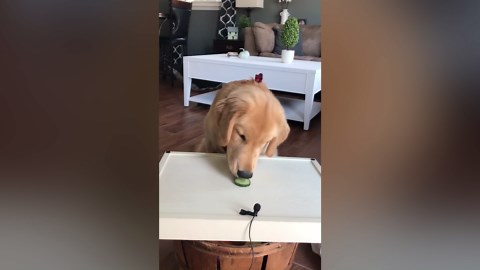 Golden Retriever ASMR Food Taste Test
