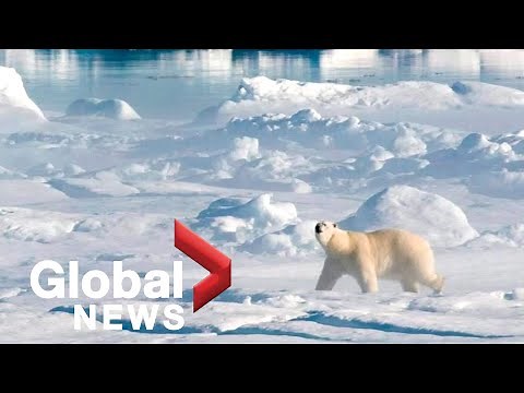 How the global extinction crisis is linked to climate change