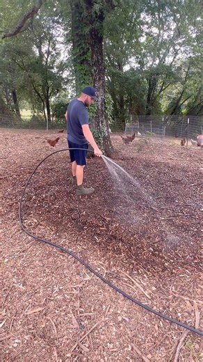 2M views · 36K reactions | DEEP BEDDING CHICKEN COMPOSTING SYSTEM. Link in comments for the @scratchandpeckfeeds layer mash I am using #deeplittercompost #deepbedding #backyardchickens #scratchandpeckfeeds #layinghens #composting #compost #compostwithchickens #permaculture #deeplitterchickencoop #chickens #homestead #homesteading | Tanner Farmstead | Facebook