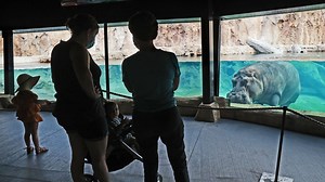 Milwaukee County Zoo's hippo hits the beach and new pool