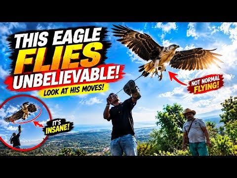 This Eagle’s Flight Looks IMPOSSIBLE… Watch What Happens! 🦅🔥