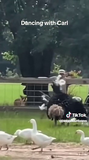 longhorn lester on TikTok