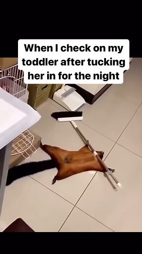 510 reactions · 10 comments | When they go all in on committing藍藍 The staged crime scene took me out藍 -  : Bobo the flying squirrel #animalmeme #animalmemes #gotobed #icanseeyou #momlifebelike #parentsbelike #dadsofinstagram #momhumour #mommemes #momreels #toddlersbelike #toddlerlife #toddlermommy #momlifeunfiltered #relatable #relatablemom #toddlermoms | Meg Rogers, CNC | Facebook