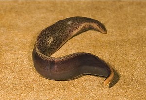 New Zealand Flatworm (Arthurdendyus triangulatus)