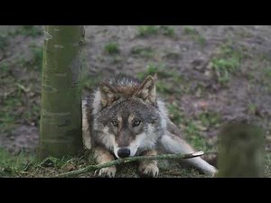 ΛΥΚΟΣ ΗΧΟΣ (WOLF SOUND)