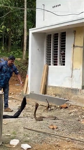 ഊതാണ്ട് കേറാൻ നോക്ക് !!#viral #cobra #snake