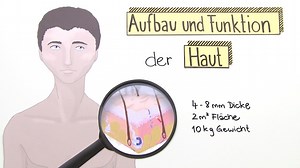 Die Haut – Aufbau und Funktion (Basiswissen) | sofatutor.com